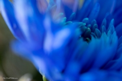 Blå blomma
